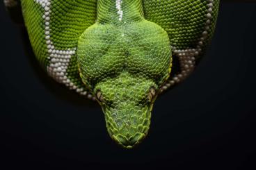 Snakes kaufen und verkaufen Photo: SUCHE 0.1 Corallus Batesii
