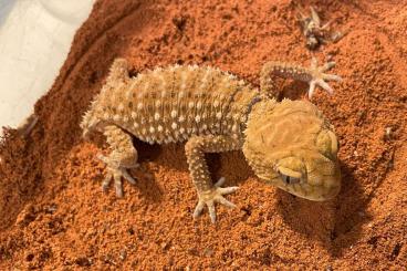 Geckos kaufen und verkaufen Photo: 0.2 Nephrurus amyae (born 04/2023) for Houten