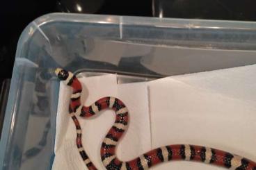 Snakes kaufen und verkaufen Photo: Lampropeltis Pyromelana Zuchtpaar Snakes kaufen und verkaufen Photo: Lampropeltis Pyromelana Zuchtpaar