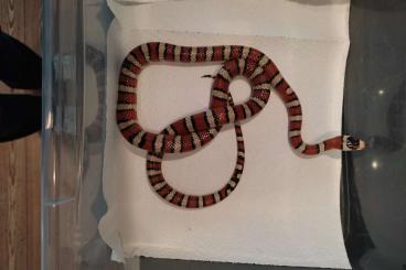 Snakes kaufen und verkaufen Photo: Lampropeltis Pyromelana Zuchtpaar Snakes kaufen und verkaufen Photo: Lampropeltis Pyromelana Zuchtpaar