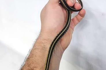 Schlangen kaufen und verkaufen Foto: 3.3 Thamnophis sirtalis sirtalis CB 2022 F1
