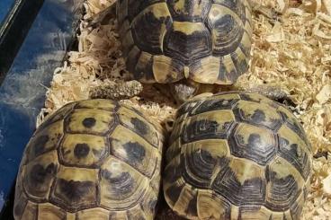 Tortoises kaufen und verkaufen Photo: 3.0 Testudo hermanni boettgeri