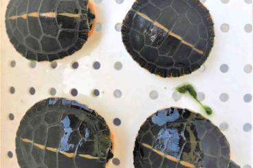 Turtles and Tortoises kaufen und verkaufen Photo: 0.0.10 Chrysemys picta dorsalis baby 2023