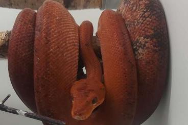 Boas kaufen und verkaufen Foto: 1.1 Red calico hortulanus proven breedingpair Boas kaufen und verkaufen Foto: 1.1 Red calico hortulanus proven breedingpair