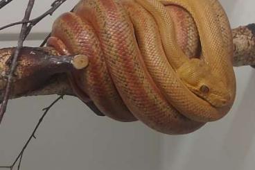 Boas kaufen und verkaufen Foto: 1.1 Tiger Hortulanus proven breedingpair Boas kaufen und verkaufen Foto: 1.1 Tiger Hortulanus proven breedingpair