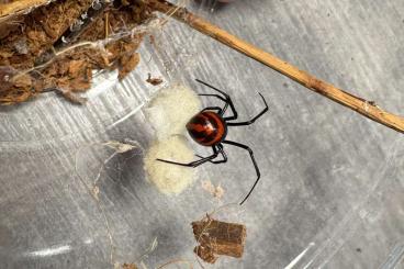 other spiders kaufen und verkaufen Photo: Biete Latrodectus & Loxosceles