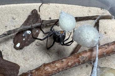 echte Webspinnen kaufen und verkaufen Photo: Biete Latrodectus & Loxosceles echte Webspinnen kaufen und verkaufen Photo: Biete Latrodectus & Loxosceles