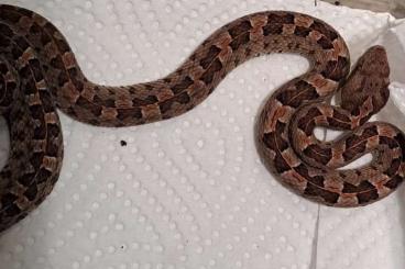 Venomous snakes kaufen und verkaufen Photo: porthidium ophryomegas NZ 24