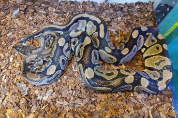 Königspythons kaufen und verkaufen Foto: Königspython (Python regius) 0.1 NZ 09