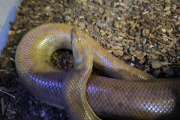 Boas kaufen und verkaufen Foto: Regenbogen-Boas (Epicrates maurus) 1.1 NZ