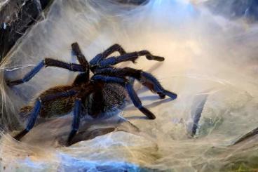 Spiders and Scorpions kaufen und verkaufen Photo: 1.0 Harpactira pulchripes RH 10/2023