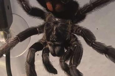 Spinnen und Skorpione kaufen und verkaufen Foto: 0.1 Psalmopoeus irminia 10. FH aus Frühjahr 2021 PLNZ