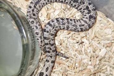 Schlangen kaufen und verkaufen Foto: Heterodon nasicus Superarctic 