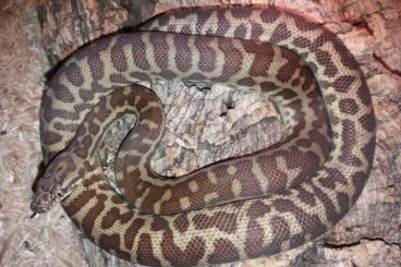 Pythons kaufen und verkaufen Foto: Antaresia stimsoni Wheatbelt 