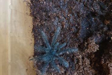 Spiders and Scorpions kaufen und verkaufen Photo: 0.0.3 Theraphosa blondi, ENZ, 1.fh, 30€