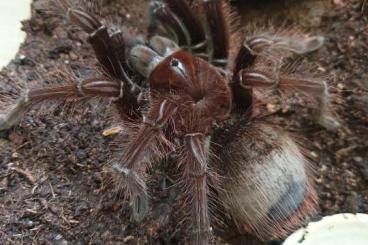 Spiders and Scorpions kaufen und verkaufen Photo: 0.1 Theraphosa apophysis, 250€ Spiders and Scorpions kaufen und verkaufen Photo: 0.1 Theraphosa apophysis, 250€