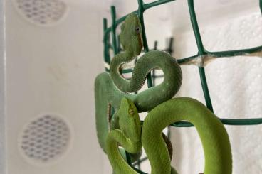 Giftschlangen kaufen und verkaufen Foto: Different vevomous snakes for sale. 