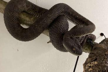 Giftschlangen kaufen und verkaufen Foto: Trimeresurus purpureomaculatus for sale.            