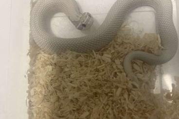 Snakes kaufen und verkaufen Photo: heterodon nasicus toxic super conda hognose 