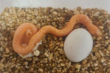 Snakes kaufen und verkaufen Photo: hognose morphs for sale ‘24 Snakes kaufen und verkaufen Photo: hognose morphs for sale ‘24