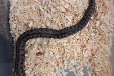 Schlangen kaufen und verkaufen Foto: hognose - heterodon ‘23 list 