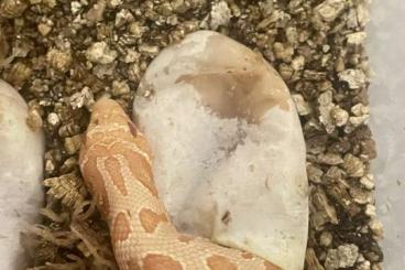 Snakes kaufen und verkaufen Photo: ‘23 heterodon nasicus available (hognose )