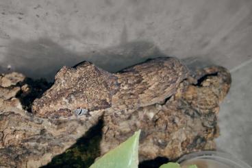 Geckos kaufen und verkaufen Foto: 0.0.7 Rhacodactylus auriculatus 