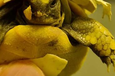 Landschildkröten kaufen und verkaufen Foto: Griechische und Maurische Landsachildkröten Landschildkröten kaufen und verkaufen Foto: Griechische und Maurische Landsachildkröten