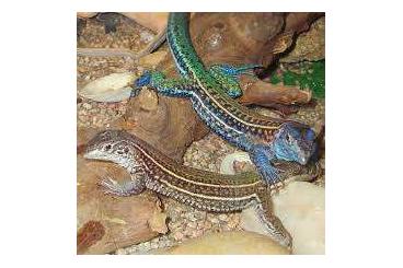 Lizards kaufen und verkaufen Photo: Suche Teius teyou. Vierzehenteju (Vierzehenameive).