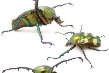 Insekten kaufen und verkaufen Foto: Mecynorhina torquata ugandensis