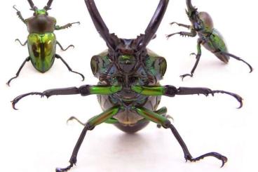 Insects kaufen und verkaufen Photo: Phalacrognathus muelleri Pairs