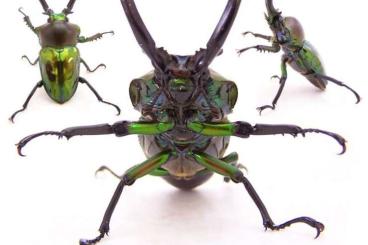 Insekten kaufen und verkaufen Foto: Phalacrognathus muelleri Pairs