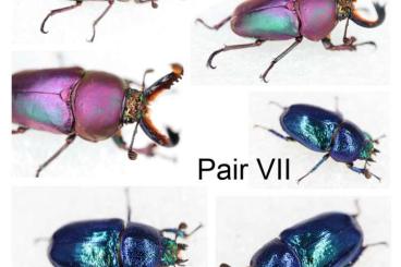 Insekten kaufen und verkaufen Foto: Lamprima adolphinae pairs Insekten kaufen und verkaufen Foto: Lamprima adolphinae pairs