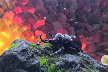 Insekten kaufen und verkaufen Foto: Lebende Käfer & Käferlarven