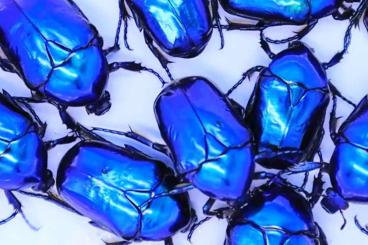 Insekten kaufen und verkaufen Foto: Protaetia speciosa cyanochlora Paar Insekten kaufen und verkaufen Foto: Protaetia speciosa cyanochlora Paar