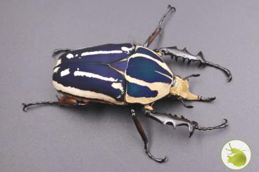 Insects kaufen und verkaufen Photo: Mecynorhina torquata ugandensis