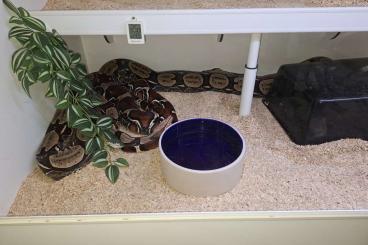 Boas kaufen und verkaufen Foto: 1,1 Boa Constrictor Surinam Nachzucht 09.09.2010 Boas kaufen und verkaufen Foto: 1,1 Boa Constrictor Surinam Nachzucht 09.09.2010