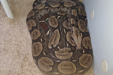 Schlangen kaufen und verkaufen Foto: 1,1 Boa Constrictor Surinam Nachzucht 09.09.2010 Schlangen kaufen und verkaufen Foto: 1,1 Boa Constrictor Surinam Nachzucht 09.09.2010