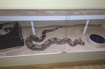 Boas kaufen und verkaufen Photo: 1,1 Boa Constrictor Surinam Nachzucht 09.09.2010 Boas kaufen und verkaufen Photo: 1,1 Boa Constrictor Surinam Nachzucht 09.09.2010