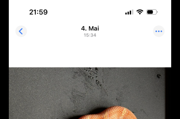 Schlangen kaufen und verkaufen Foto: Albino Elaphe schrenckii CHNZ 2025 Schlangen kaufen und verkaufen Foto: Albino Elaphe schrenckii CHNZ 2025