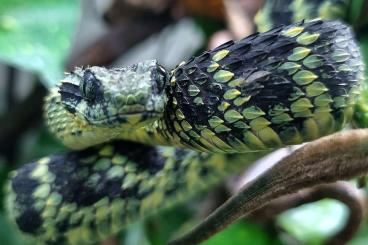 Venomous snakes kaufen und verkaufen Photo: Atheris squamiger black Tiger