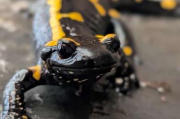 Salamander kaufen und verkaufen Foto: Group Salamandra algira tingitana cb 2022 Salamander kaufen und verkaufen Foto: Group Salamandra algira tingitana cb 2022