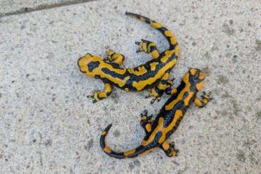 salamanders kaufen und verkaufen Photo: Salamandra salamandra giglioli salamanders kaufen und verkaufen Photo: Salamandra salamandra giglioli