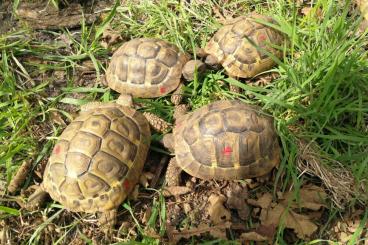 Landschildkröten kaufen und verkaufen Foto: Nachzuchten griechische Landschildkröten