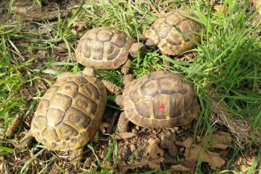 Tortoises kaufen und verkaufen Photo: Nachzuchten griechische Landschildkröten