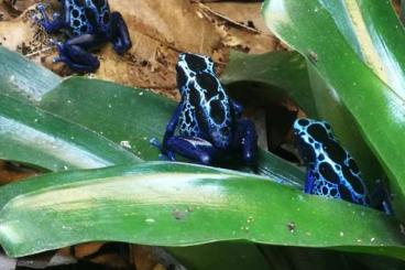 Poison dart frogs kaufen und verkaufen Photo: Dendrobaten NZ Münsterland 