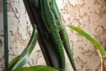Geckos kaufen und verkaufen Foto: Phelsuma Nachzuchten Münsterland Geckos kaufen und verkaufen Foto: Phelsuma Nachzuchten Münsterland