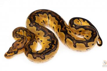 Snakes kaufen und verkaufen Photo: Python regius morphs Hamm / Verona / Sweden / shipping