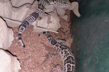 Lizards kaufen und verkaufen Photo: Geckos and chameleons for this week Hamm: