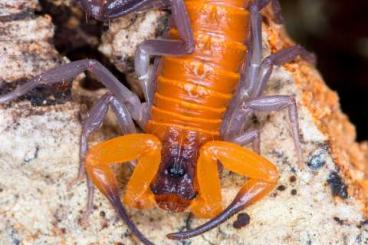 Scorpions kaufen und verkaufen Photo: Parabuthus pallidus / Heteroctenus junceus / H. jayakari + gentili 
